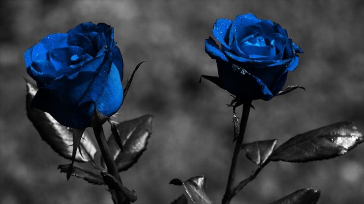 z kolorem - blue-roses-roses-rose-flower-1366x768.jpg