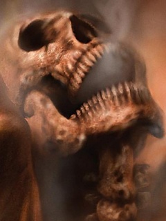Galeria - Skull.jpg