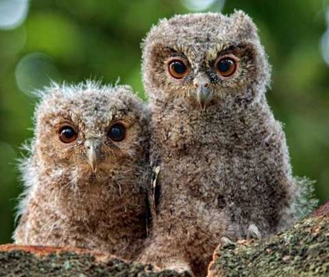 sowy - young-sunda-scops-owls.jpg