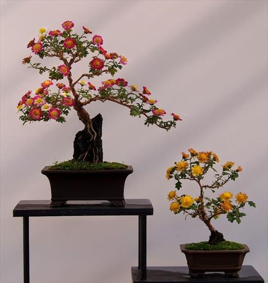   bonsai - najpiękniejsze drzewka - f550db2e9145cf3ee4501dbf0955b089.jpg