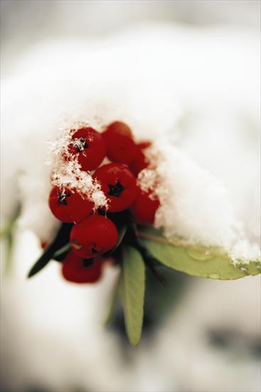 Veer Fancy Photography - Winter Scenery - FAN1006583.jpg