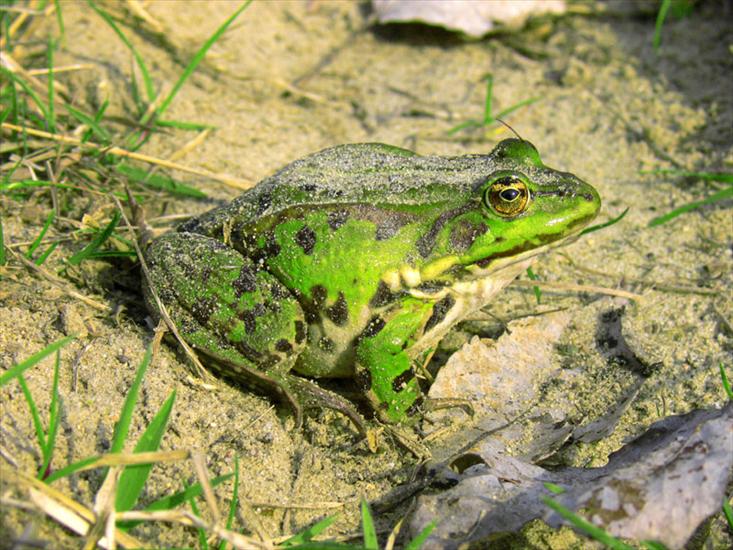 ilustracje zwierząt z łąki - żaba zielona.jpg