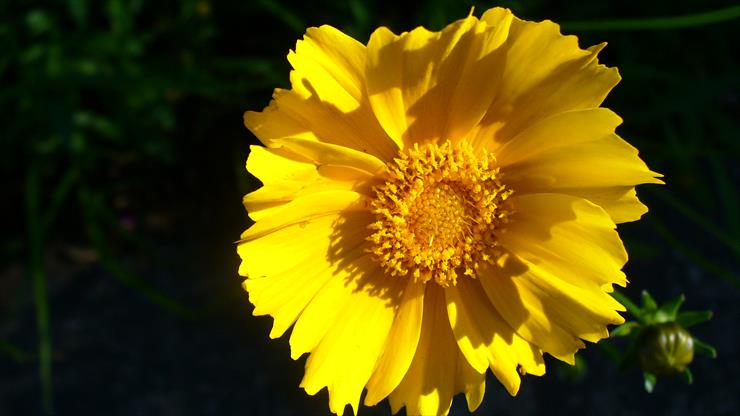 Kwiaty - yellow_by_zephyrofgod.jpg