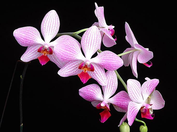 orchidea - Orchidea4.jpg