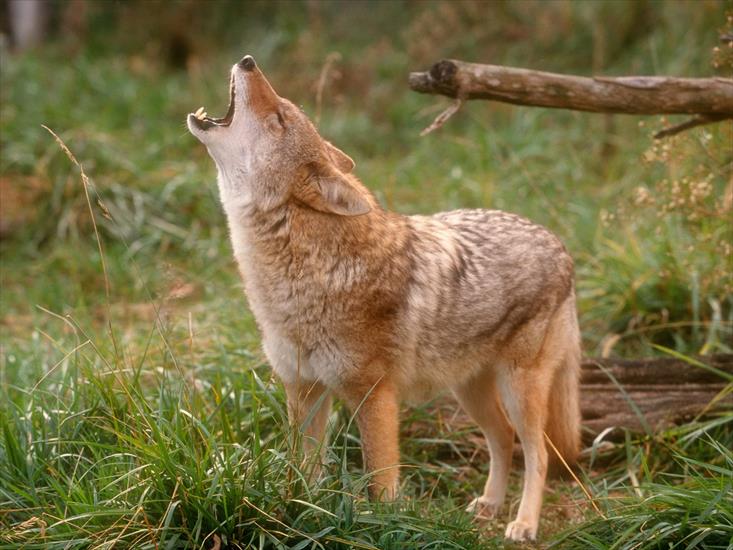  Animals part 2 z 3 - Howling Coyote.jpg