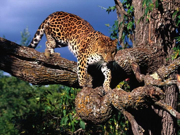 Tapety zwierzęta świat - Tree Climber, Amur Leopard.jpg