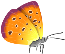 Motyle - butterfly004.png