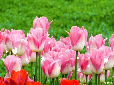 Kwiaty - tulipanki.gif