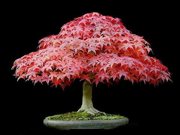 BONSAI DRZEWKA - Drzewko bonsai.JPG