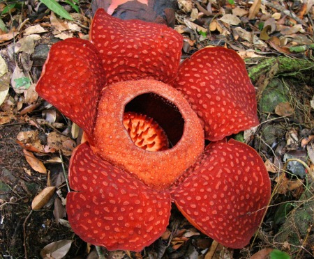 Najdziwniejsze rośliny świata - Trupi kwiat - Bukietnica Arnolda.jpg