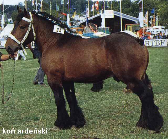 RASY KONI - Koń ardeński.jpeg