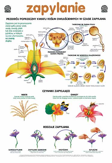 plansze dydaktyczne - zapylanie1.jpg