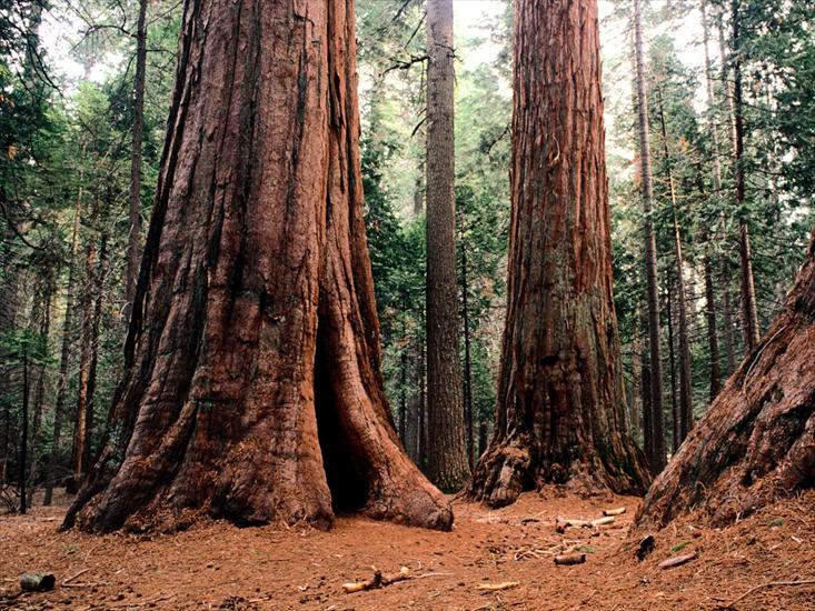  najpiękniejsze drzewa - giants, calaveras state park - 1600x1200 - id 15.jpg