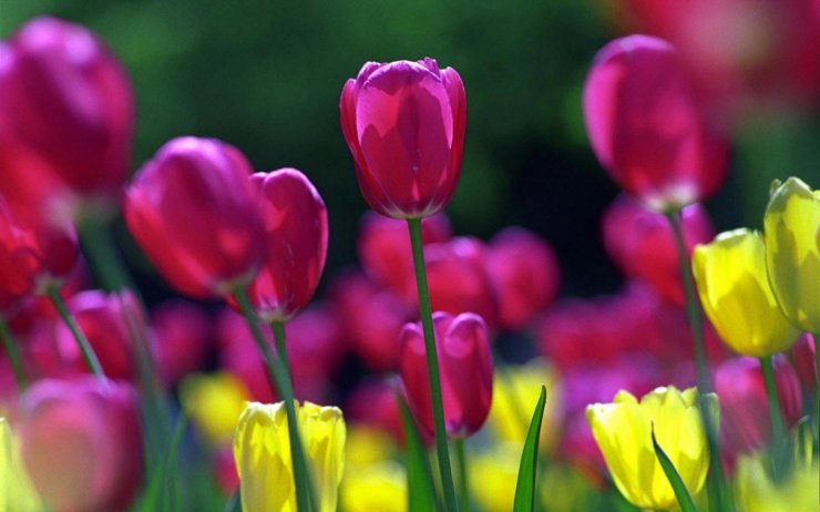 tulipany - springtulips1440x900.jpg