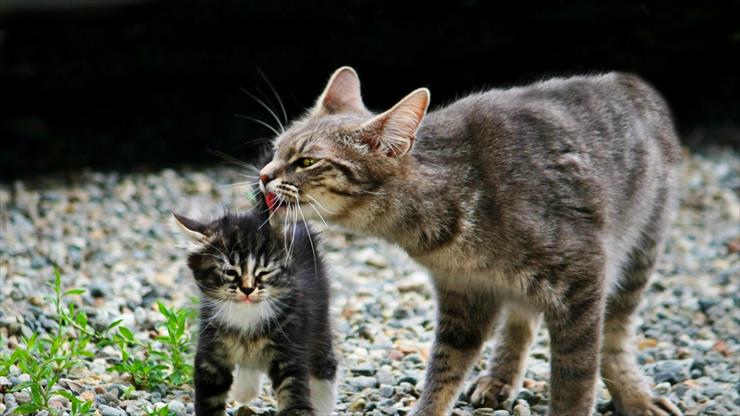 Kociaki i ich Mamy - mother-wash-kitten-cute.jpg