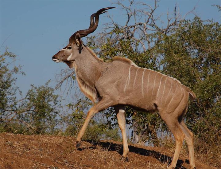 antylopy - antylopa kudu.jpg