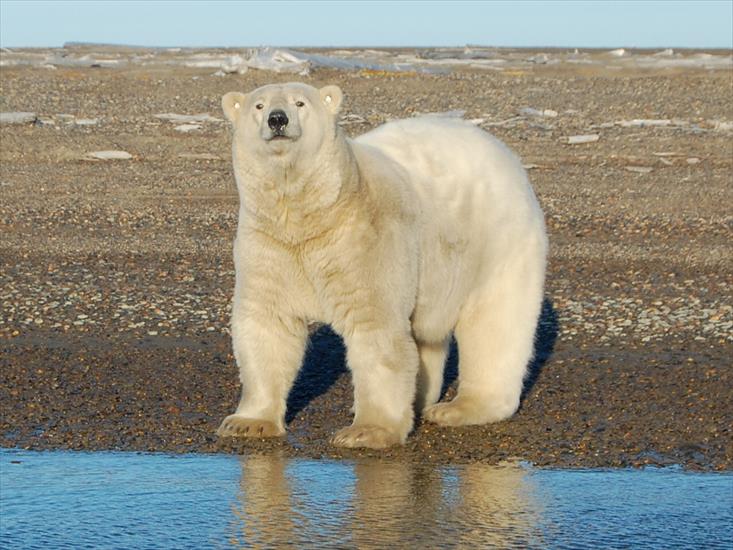Przerażające Zdjęcia - Polar Bear Expedition-03.jpg