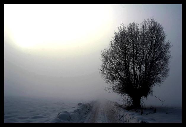 Ciekawe drzewa - Zdjecie_zimowe_drzewa_-_gradient,_ciekawe_niebo_-_mrozne_zdjecie_1271.jpg