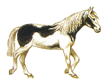 Gify-konie - zwierzaczki konl09.gif