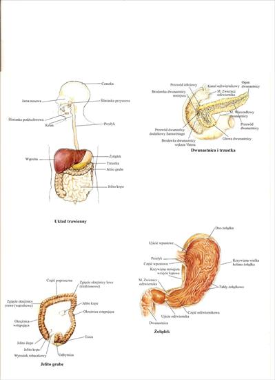 Anatomia - skanuj0028.jpg