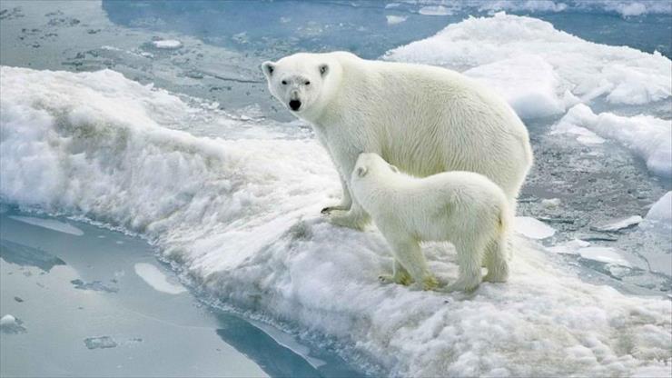 Przerażające Zdjęcia - new-ice-nature-world-animals-polar-bears.jpg