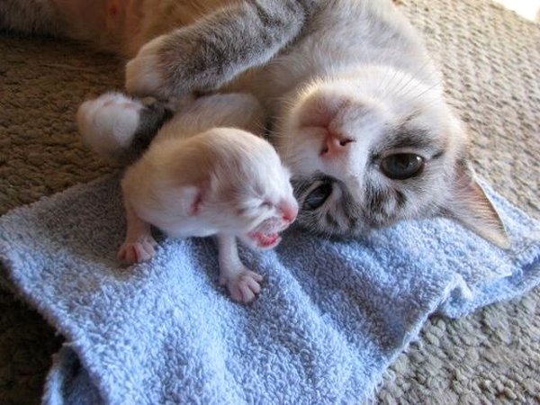 Kociaki i ich Mamy - mother-cat-and-a-newborn-kitten.jpg