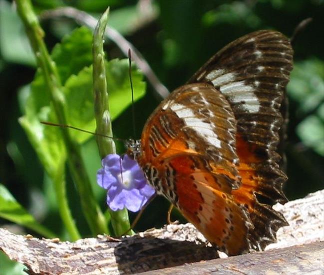 Motyle - zw motyl13.jpg