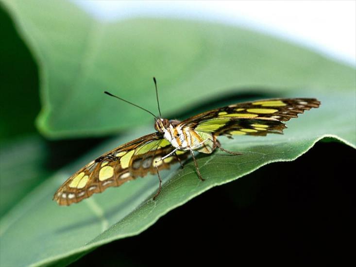 Motylki - butterfliesmoths 30.jpg