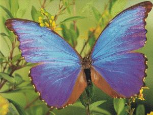 MOTYLE - Butterflies.GIF
