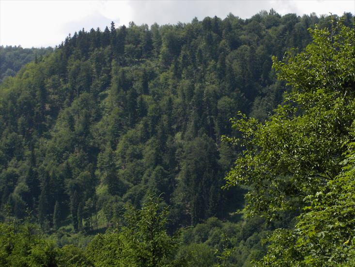 tu są moje zdjęcia MOZNA KOPIOWAĆ I CHOMIKOWAĆ ALE NIE ŚCIĄGAC I WRZUCAĆ JAKO SWOJE - PIC03222.JPG