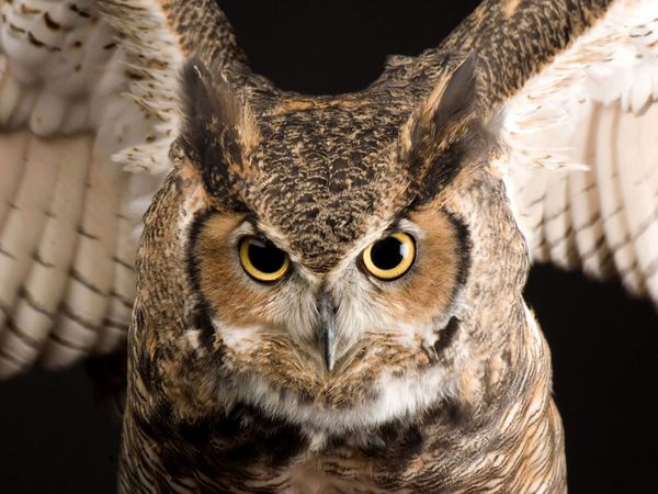 The Best Animal Pictures   Q - great-horned-owl_773_600x450.jpg