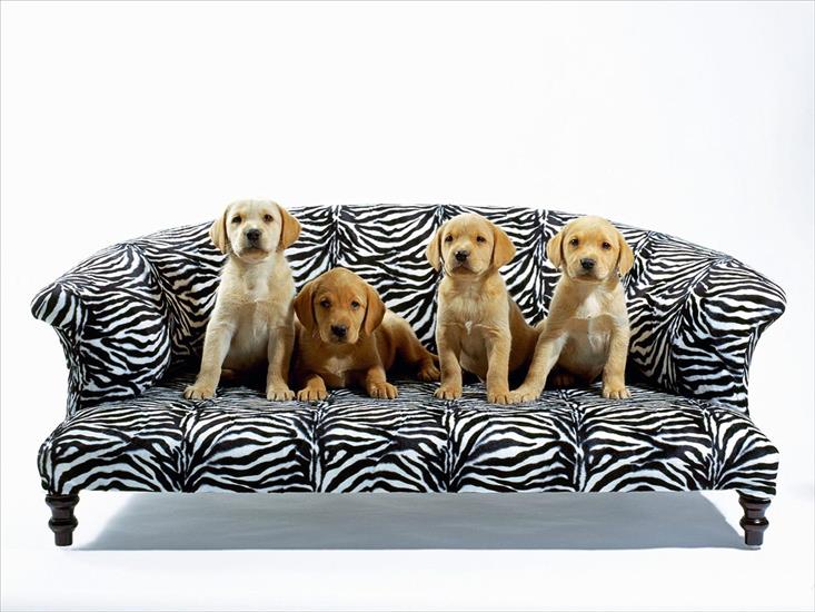 06 Dogs 1600x1200 - Bark-a-loungers.jpg