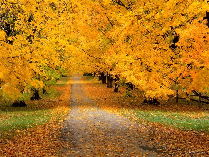 PRZYRODA MORSKAHD - Autumn Covered Road.jpg
