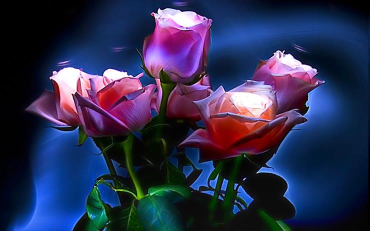 kwiaty   róże - roses-for-you-308081.jpg