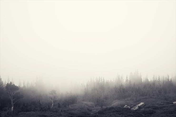 Linuxowe - Foggy_Forest_by_Jake_Stewart.jpg