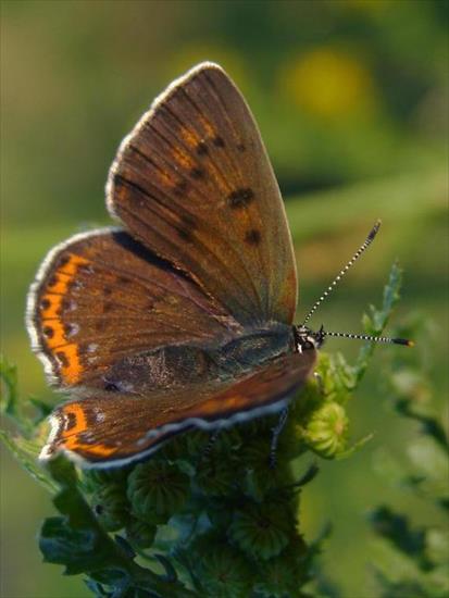 Motyle - Motyl Czerwończyk zamgleniec 1.jpg
