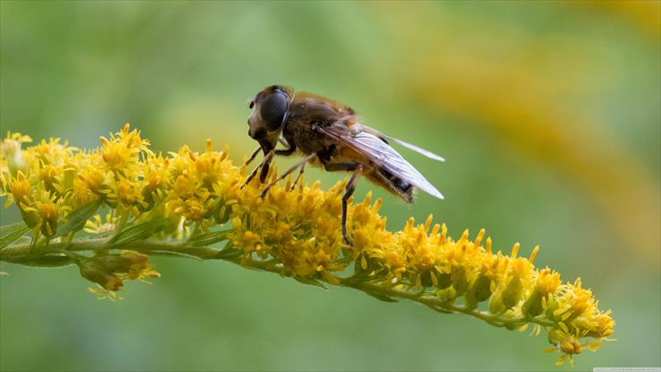 Animals Zwierzęta, Ptaki, Insekty, Drapieżne - hoverfly_at_breakfast___schwebfliege_beim_essen-wallpaper-3840x2160.jpg