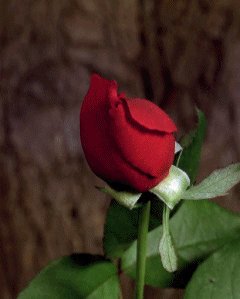  GIFKI  TZW  MISZ MASZ   RYNIOPYNIO   - róża gif rozkwita czerwona.gif
