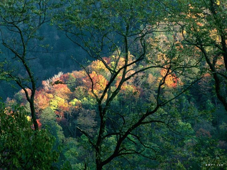 PRZYRODA MORSKAHD - Autumn Light, Great Smoky Mountains, Tennessee.jpg
