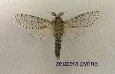entomologia leśna - zeuzera pyrina.jpg