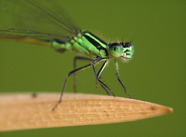 MAKROFOTO  WAŻKI - Tężnica Wytworna Ischnura Elegans.jpg