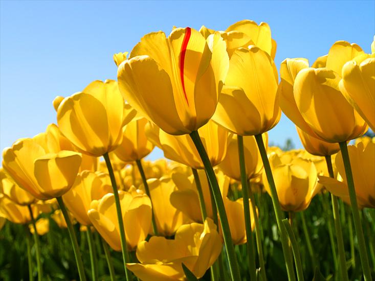 TULIPANY - Tulips.jpg