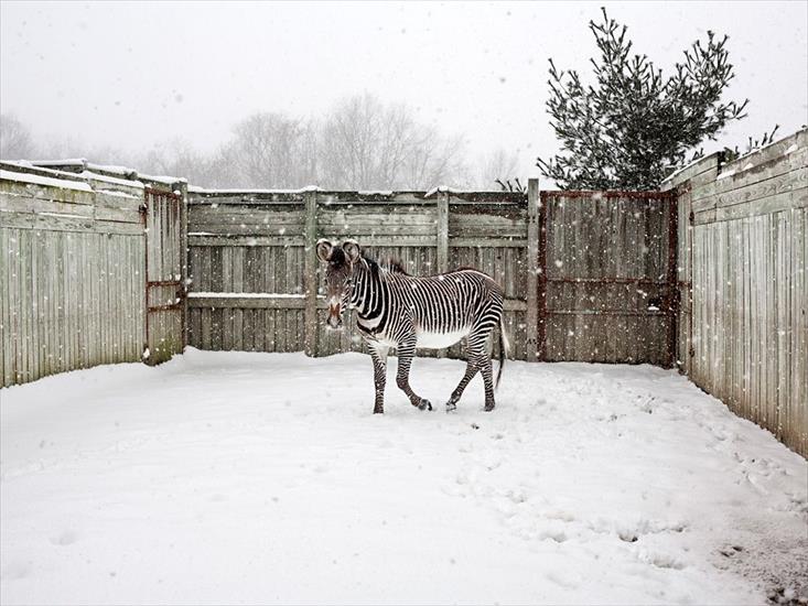 ALBUM NATIONAL GEOGRAPHIC - zebra-snow-ohio_40991_990x742.jpg
