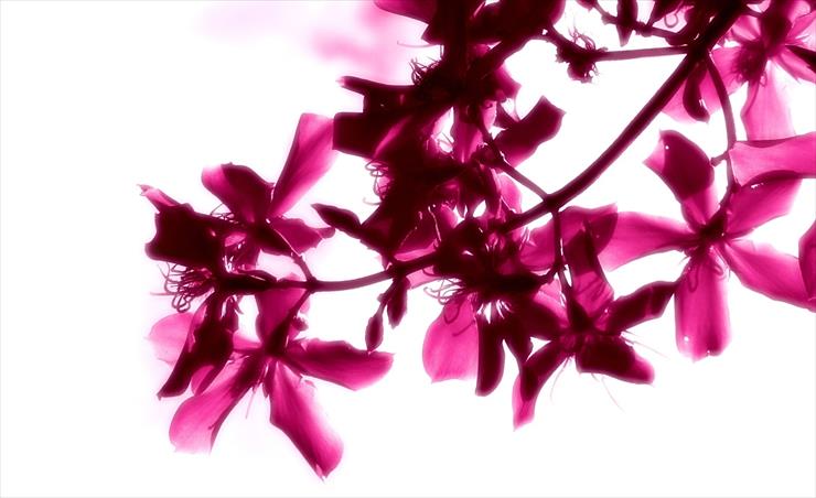 Aero - Aero - White - Pink Flowers On White Background - 1920x1200.jpg