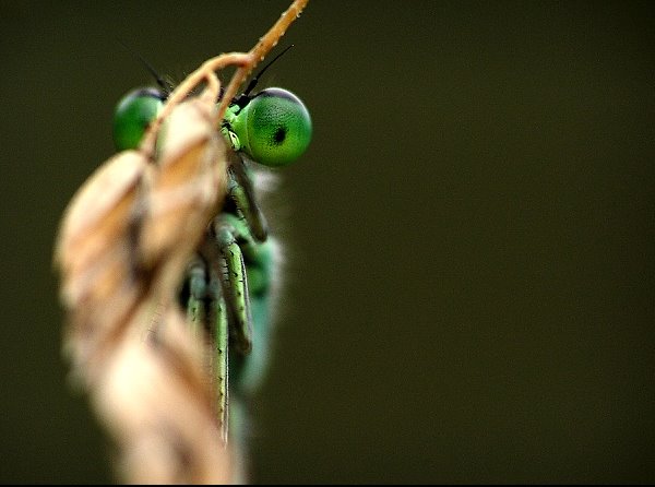 MAKROFOTO  WAŻKI - Tężnica Wytworna Ischnura Elegans.jpg