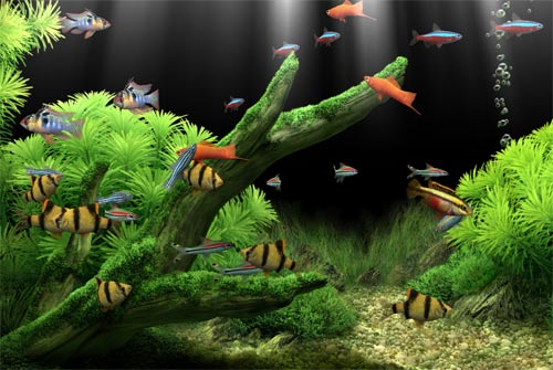 Tapety - dream aquarium.jpg