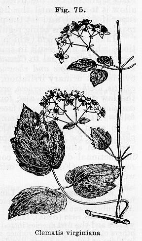 Szata roślinna - Clematis virginiana.jpg