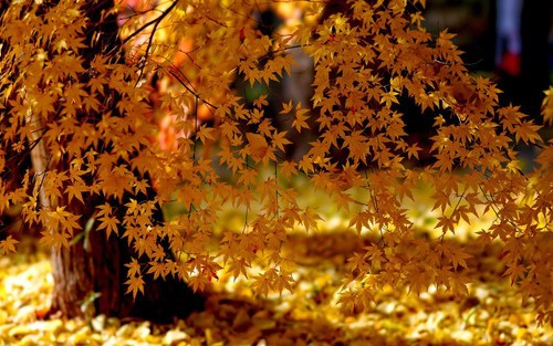 Jesień i jej kolory - large7.png