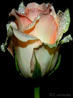 gify nowe kwiaty - rose_atv4kbhj.gif