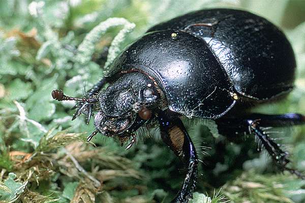 MAKROFOTO  CHRZĄSZCZE - Żuk leśny Anoplotrupes stercorosus.jpg